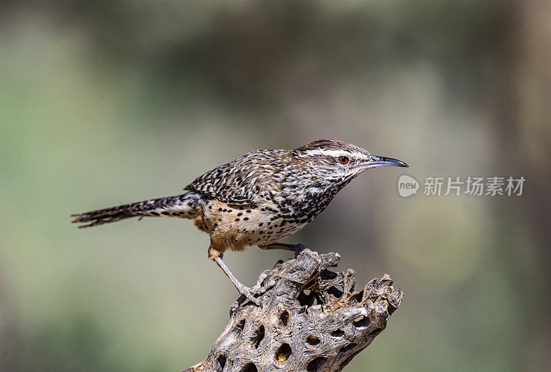 仙人掌鹪鹩(Campylorhynchus brunneicapillus)是一种鹪鹩，是美国西南部和墨西哥北部和中部沙漠的特有物种。它是亚利桑那州的州鸟，也是美国最大的鹪鹩。